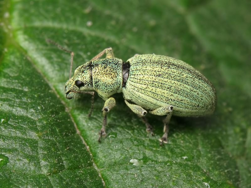 Eusomus ovulum Germar, 1824